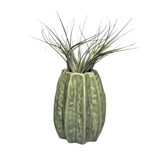Airplantshop Carambola vase ceramique vert clair grand 11 cm