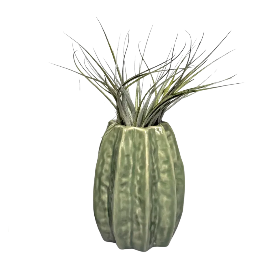 Airplantshop Carambola vase ceramique vert clair grand 11 cm