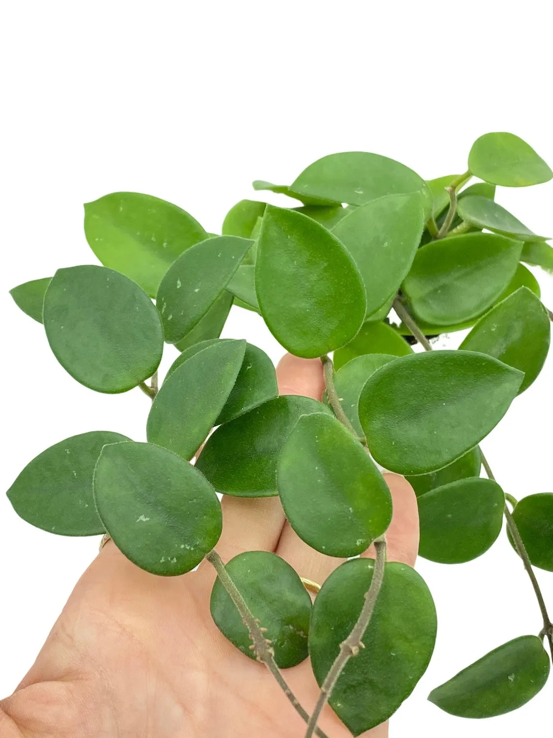 Plant and Stories Hoya Chouke plante pot 6 cm veloutée