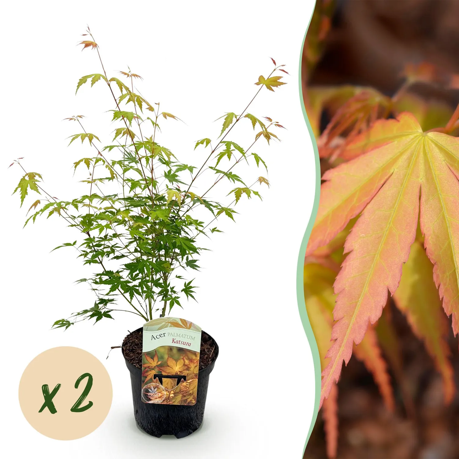 Plant and Stories Acer Katsura érable pot 19 cm flamboyant