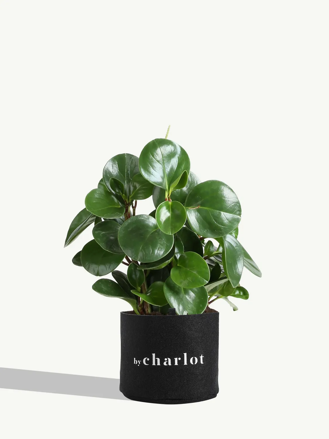 By Charlot Le Généreux plante verte Peperomia 20 cm