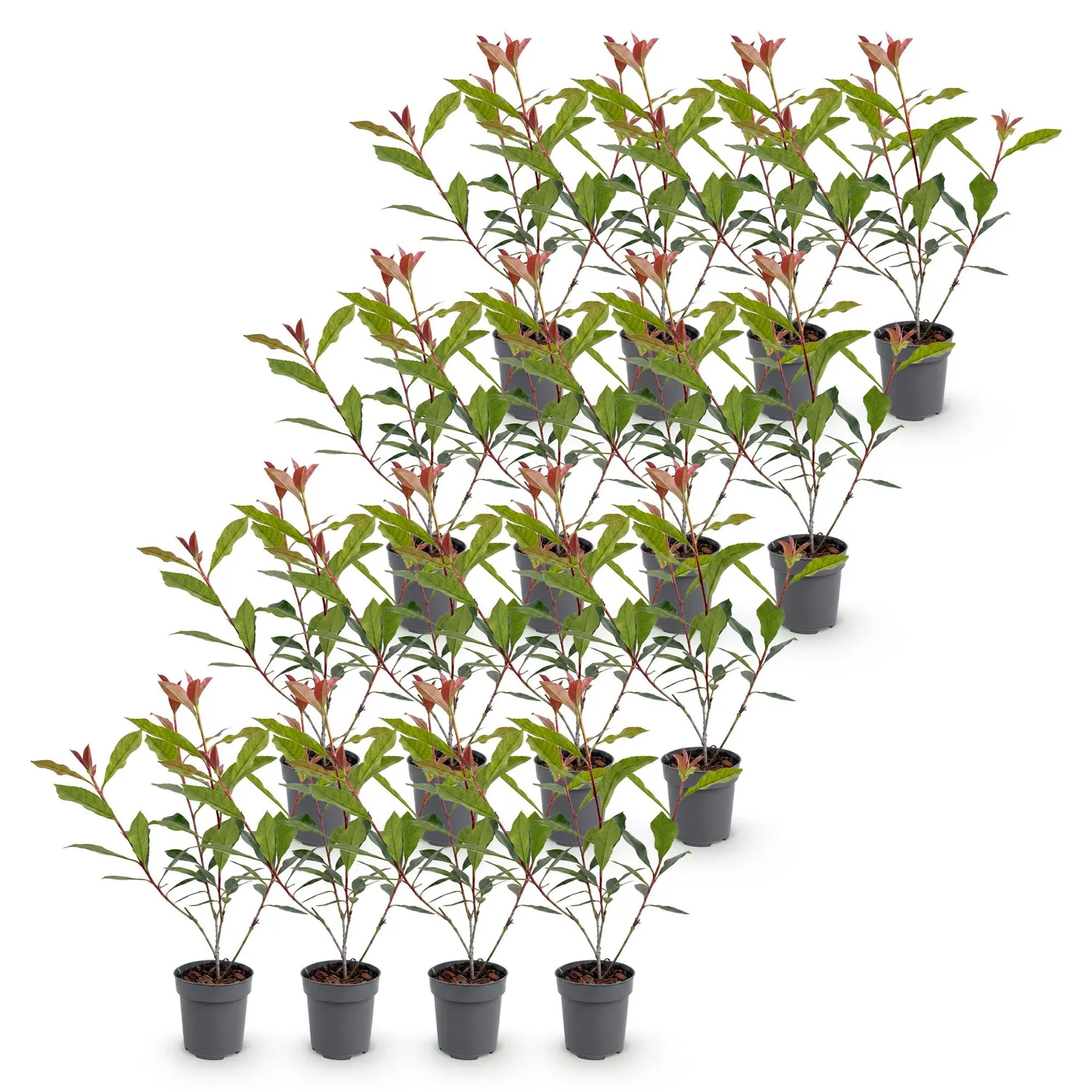 Plant and Stories Carré Rouge photinia haie pot 9 cm 25 cm