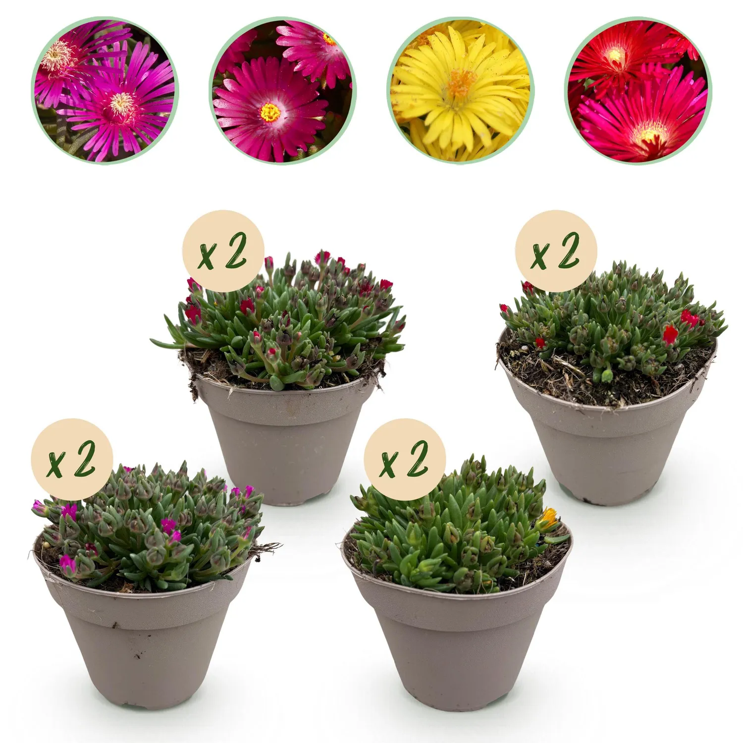 Plant and Stories Delosperma pourpier vivace couvre-sol 4 plants plein soleil