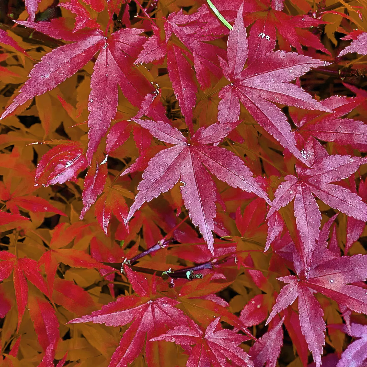 Plant and Stories Pink Dwarf érable du Japon pot 19 cm