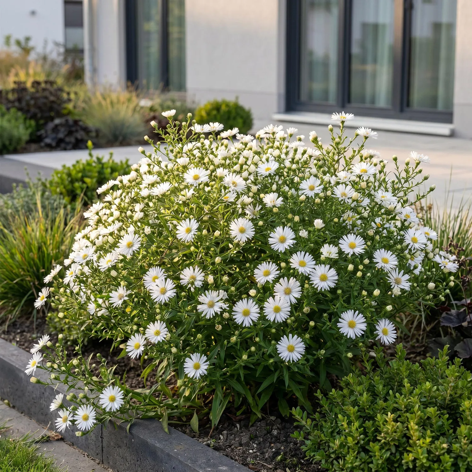 Plant and Stories Aster Méditerranée vivace pot 11 cm soleil