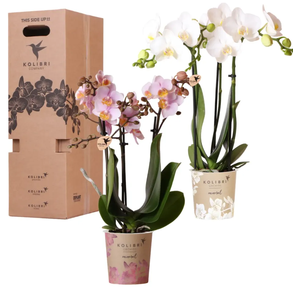 Plant and Stories Phalaenopsis orchidée set surprise de 2 pot 9 cm