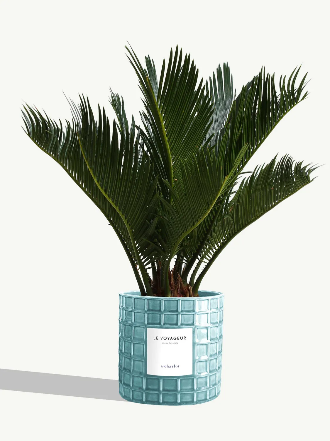 By Charlot Le Voyageur plante Cycas Revoluta pot 14 cm
