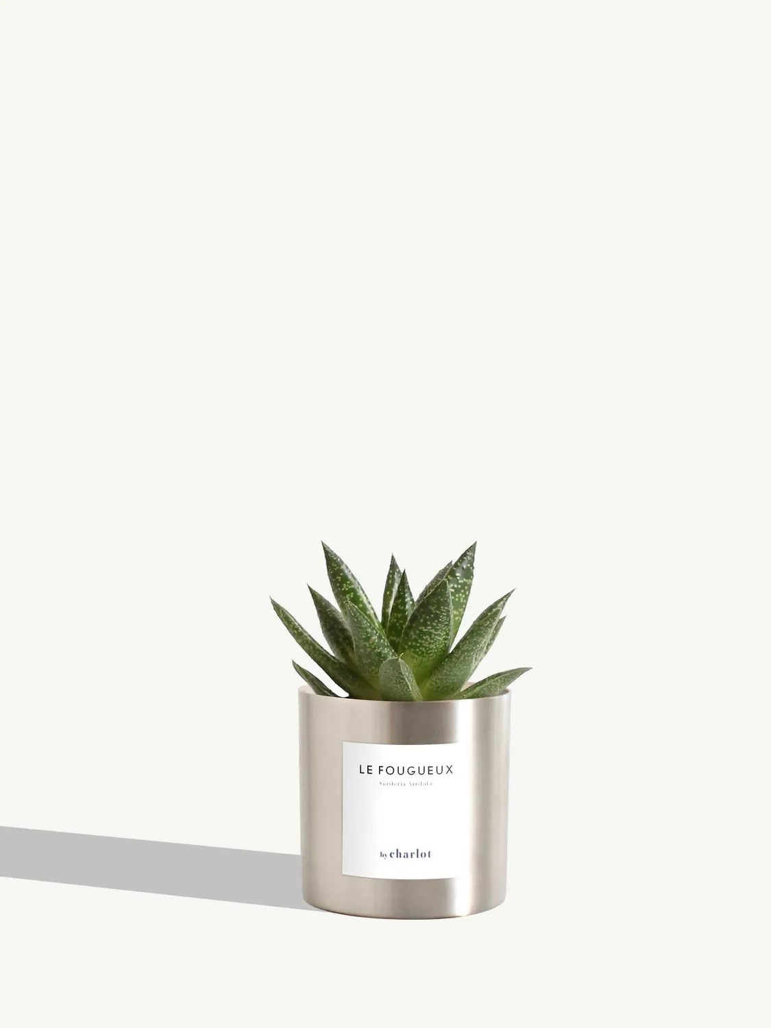 By Charlot Le Fougueux mini plante XS succulente