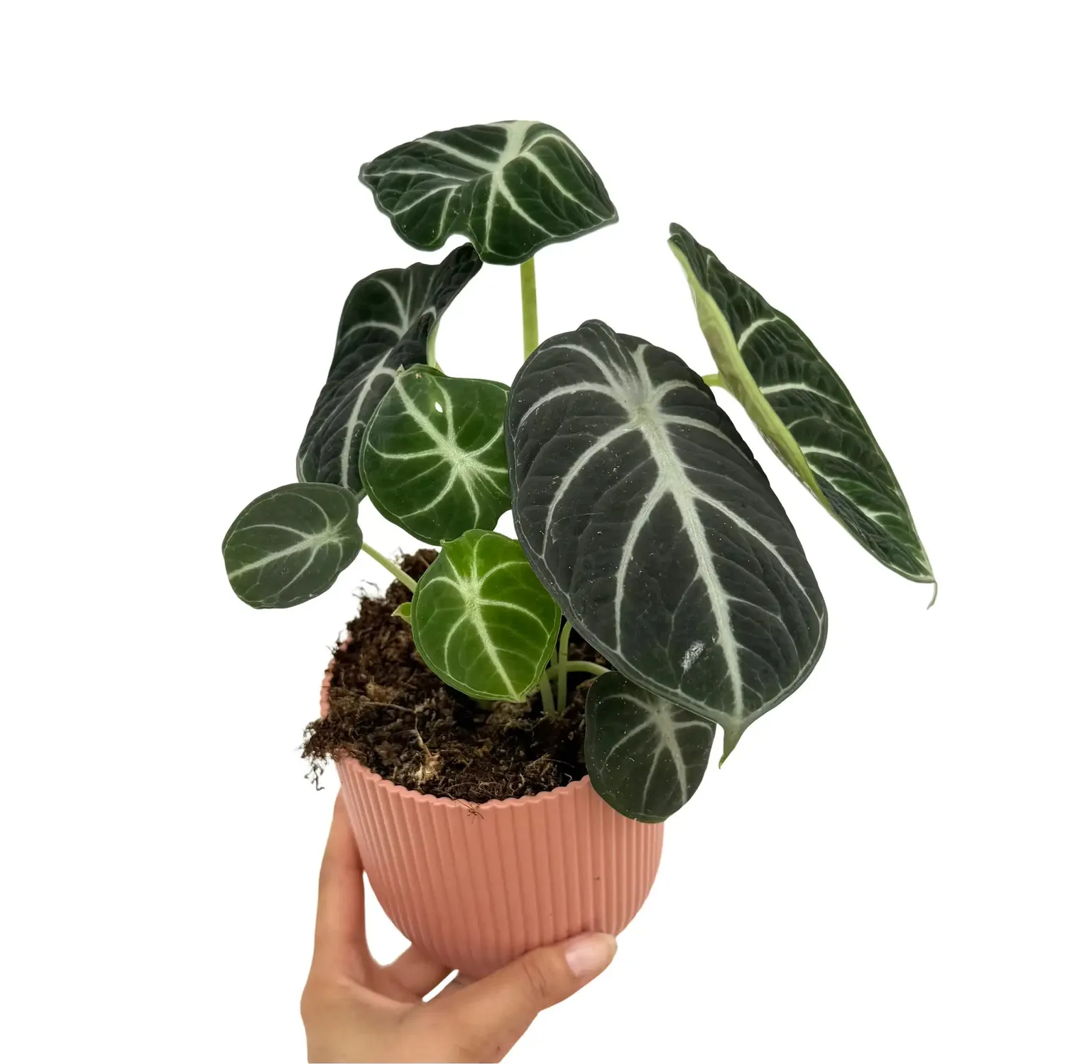 Plant and Stories Alocasia Black Ninja plante pot 11cm noire