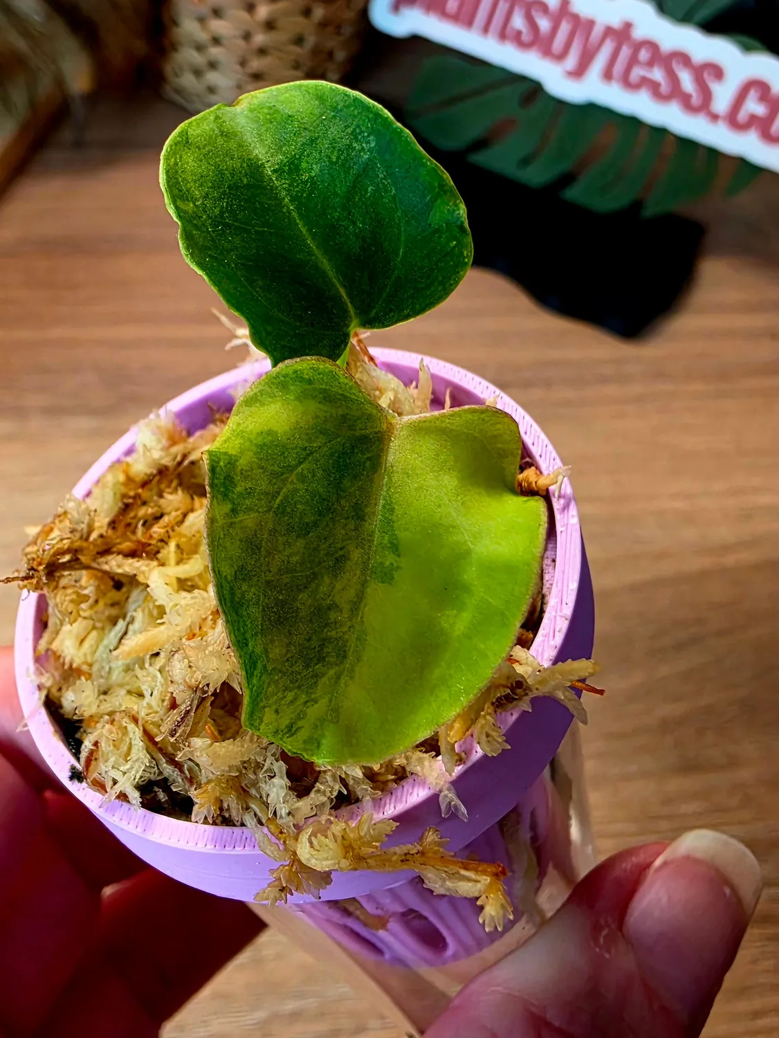 plant.ess Portillae anthurium panaché semis n°8