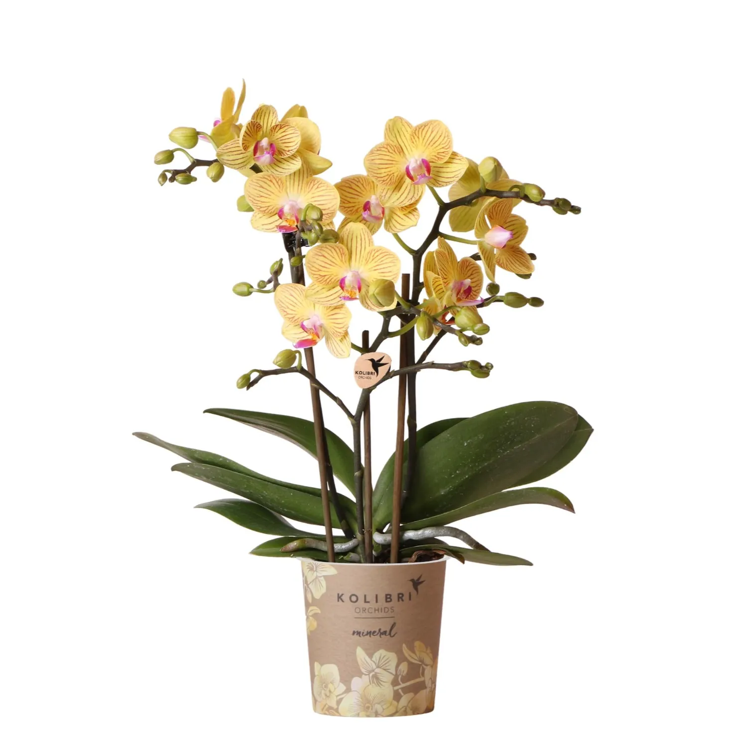 Plant and Stories Phalaenopsis Lima orchidée jaune pot 9 cm