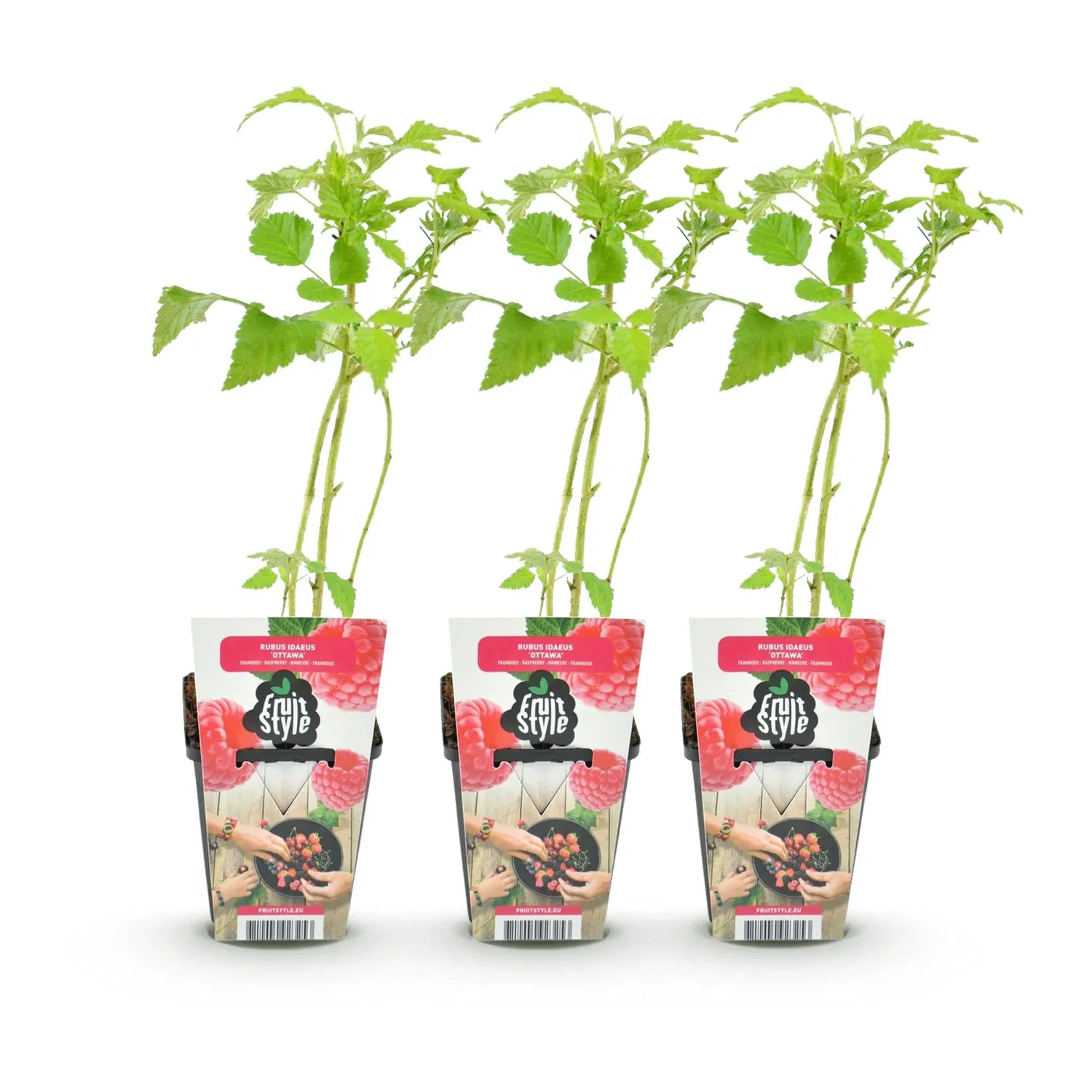 Plant and Stories Framboisier Heritage pot 9cm 3 plants