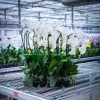 Orchidées de Prestige Spirale 1 phalaenopsis tige spiralée