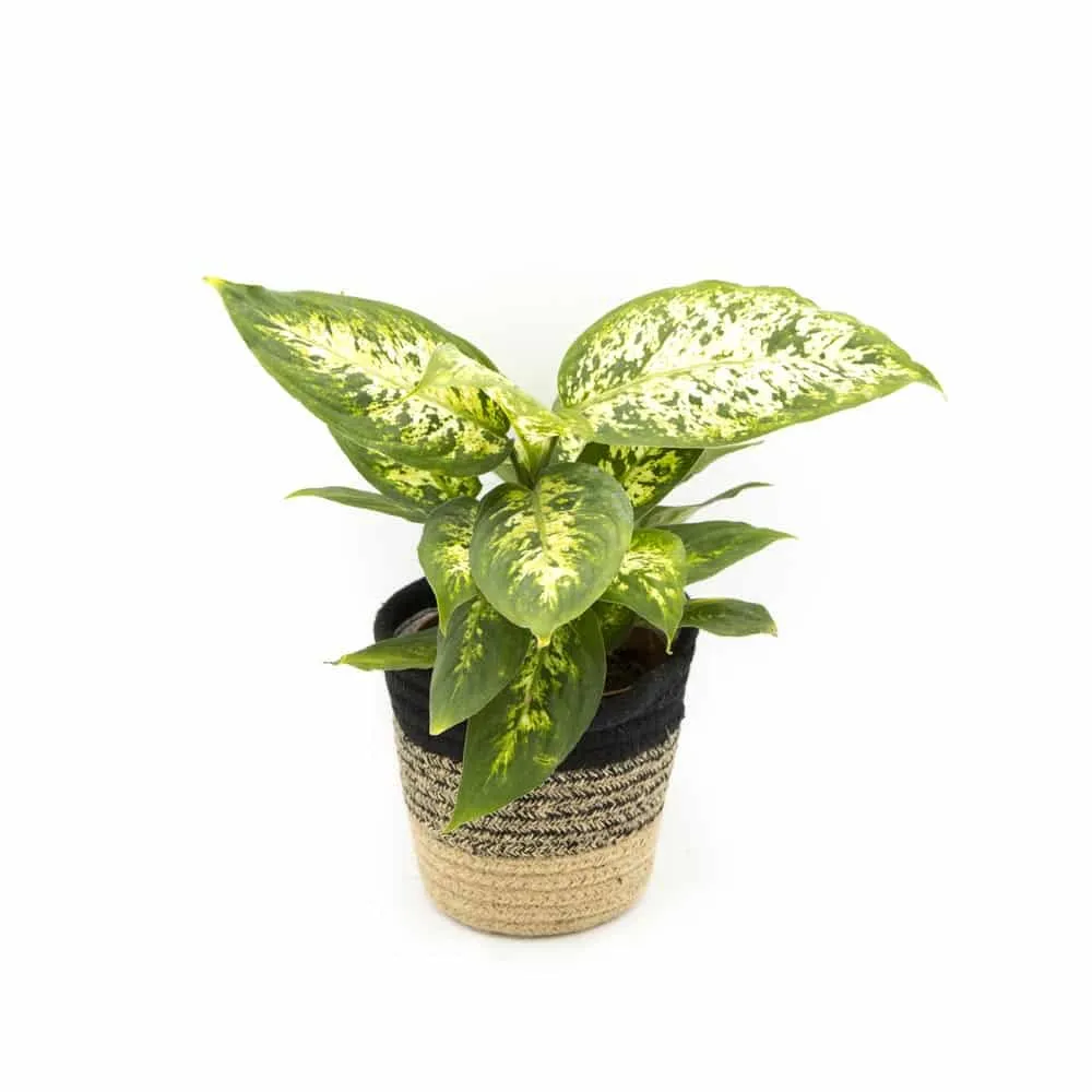 Réconciliation Végétale Lot 4 plantes vertes dépolluantes intérieur
