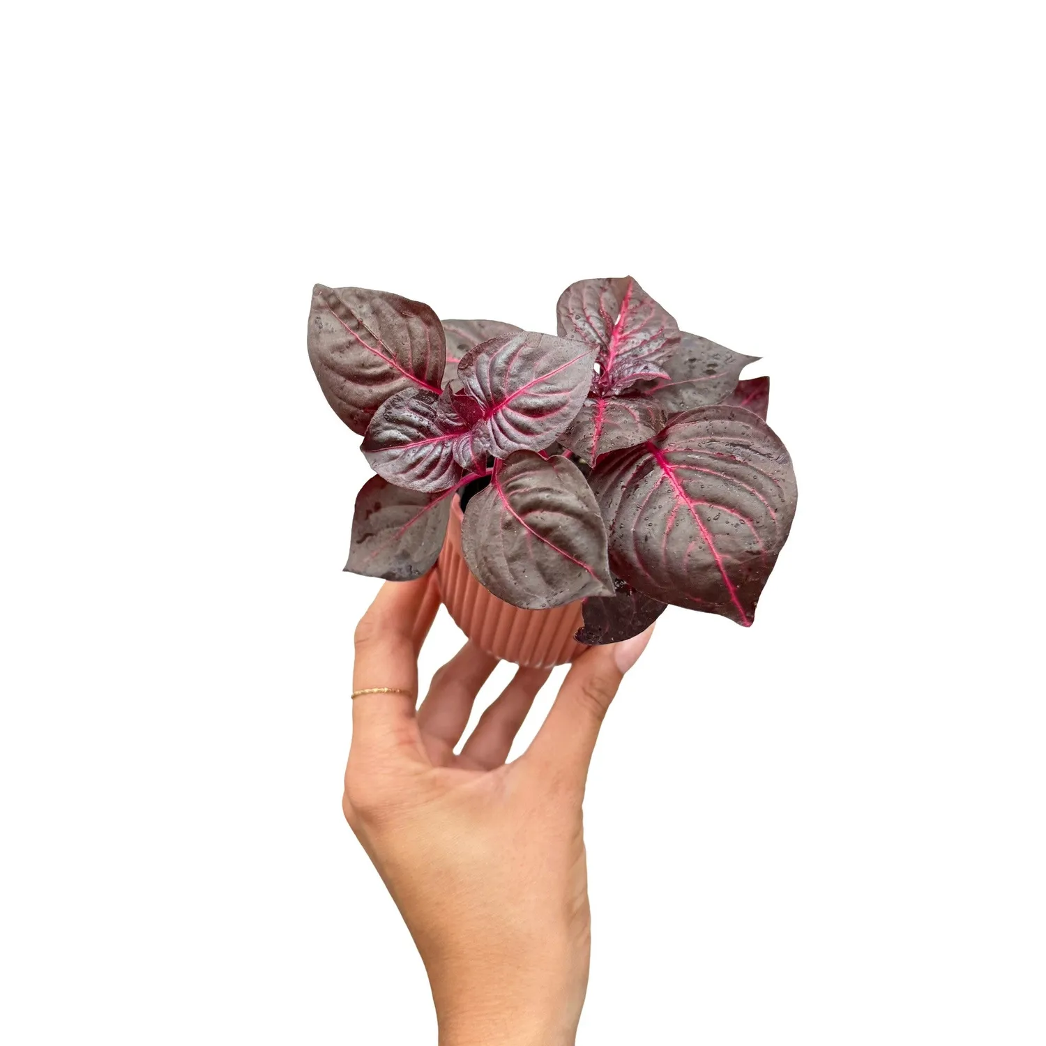 Plant and Stories Herbstii iresine plante intérieur pot 6cm rouge