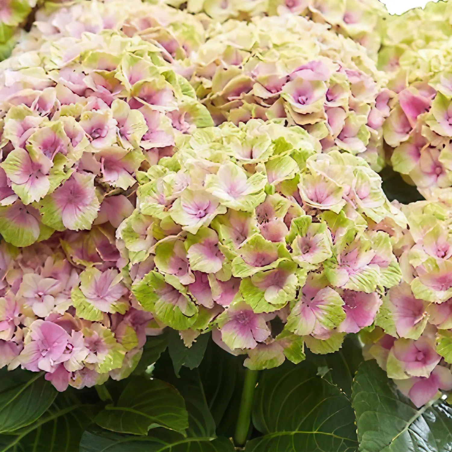 Hortensia Magical Jewel bleu arbuste pot 23cm 55cm
