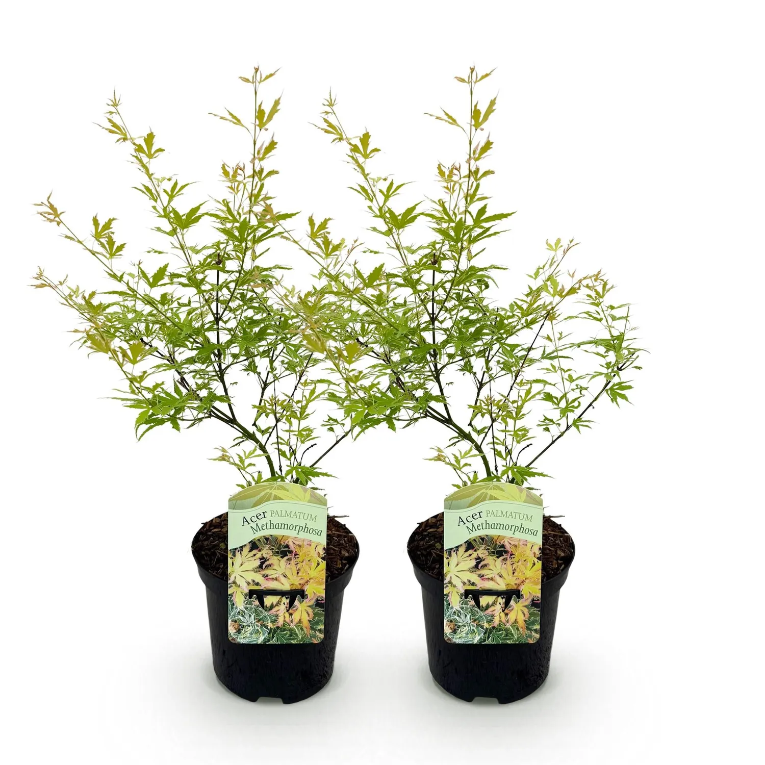 Plant and Stories Metamorphosa érable japon 1 plant pot 19 cm