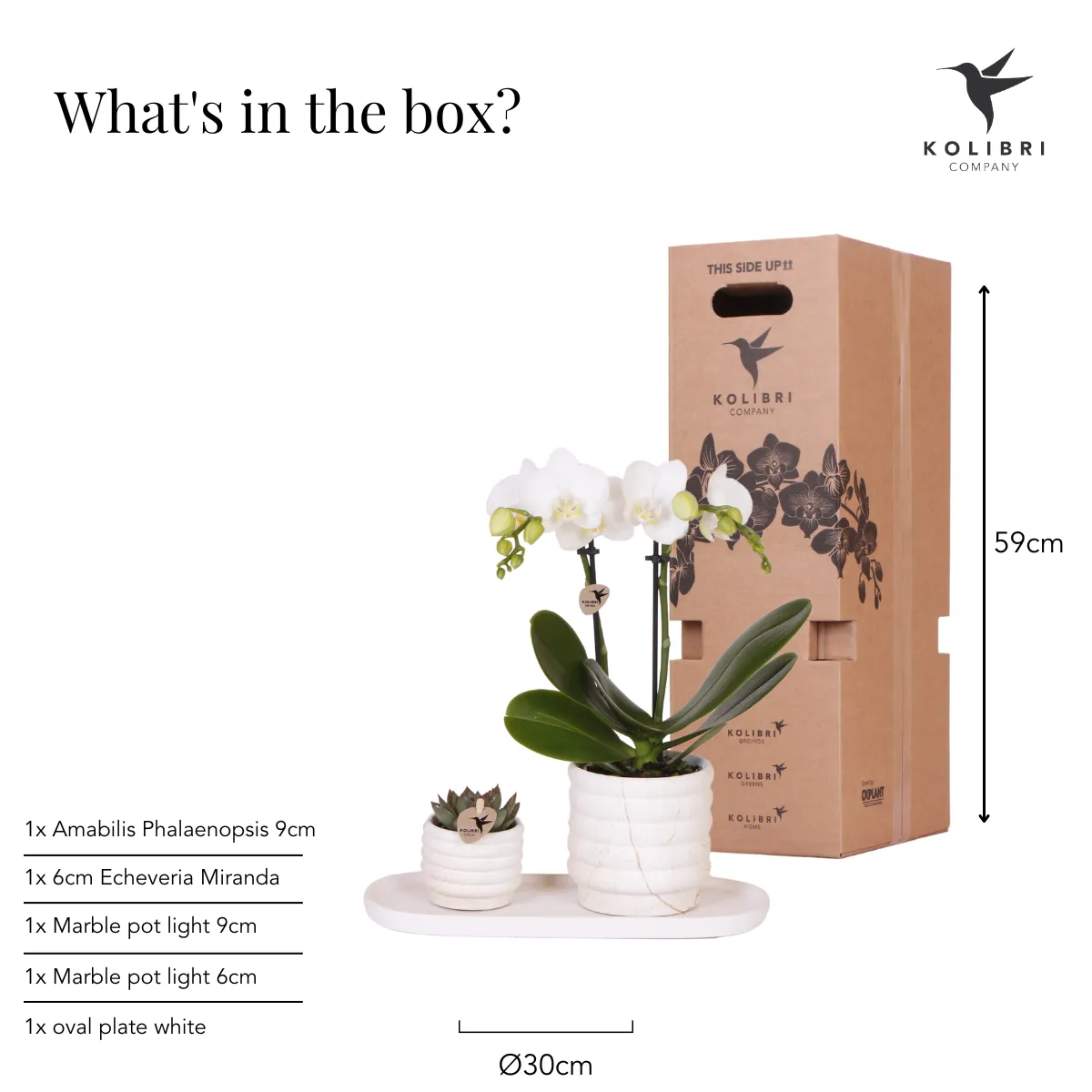 Plant and Stories Phalaenopsis Lausanne orchidée blanche coffret