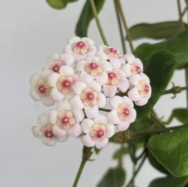 Plant and Stories Hoya Rotundiflora plante d’intérieur pot 6 cm feuilles rondes