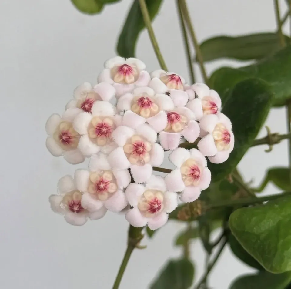 Plant and Stories Hoya Rotundiflora plante d’intérieur pot 6 cm feuilles rondes