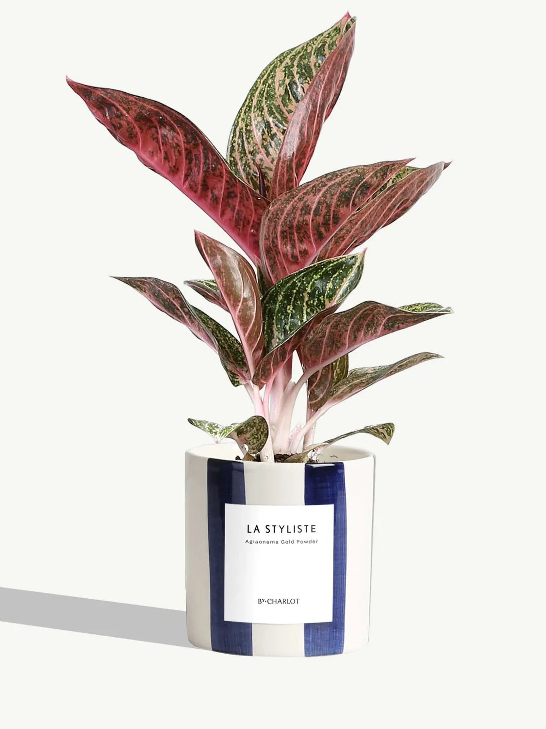 By Charlot La Styliste plante verte facile d'entretien