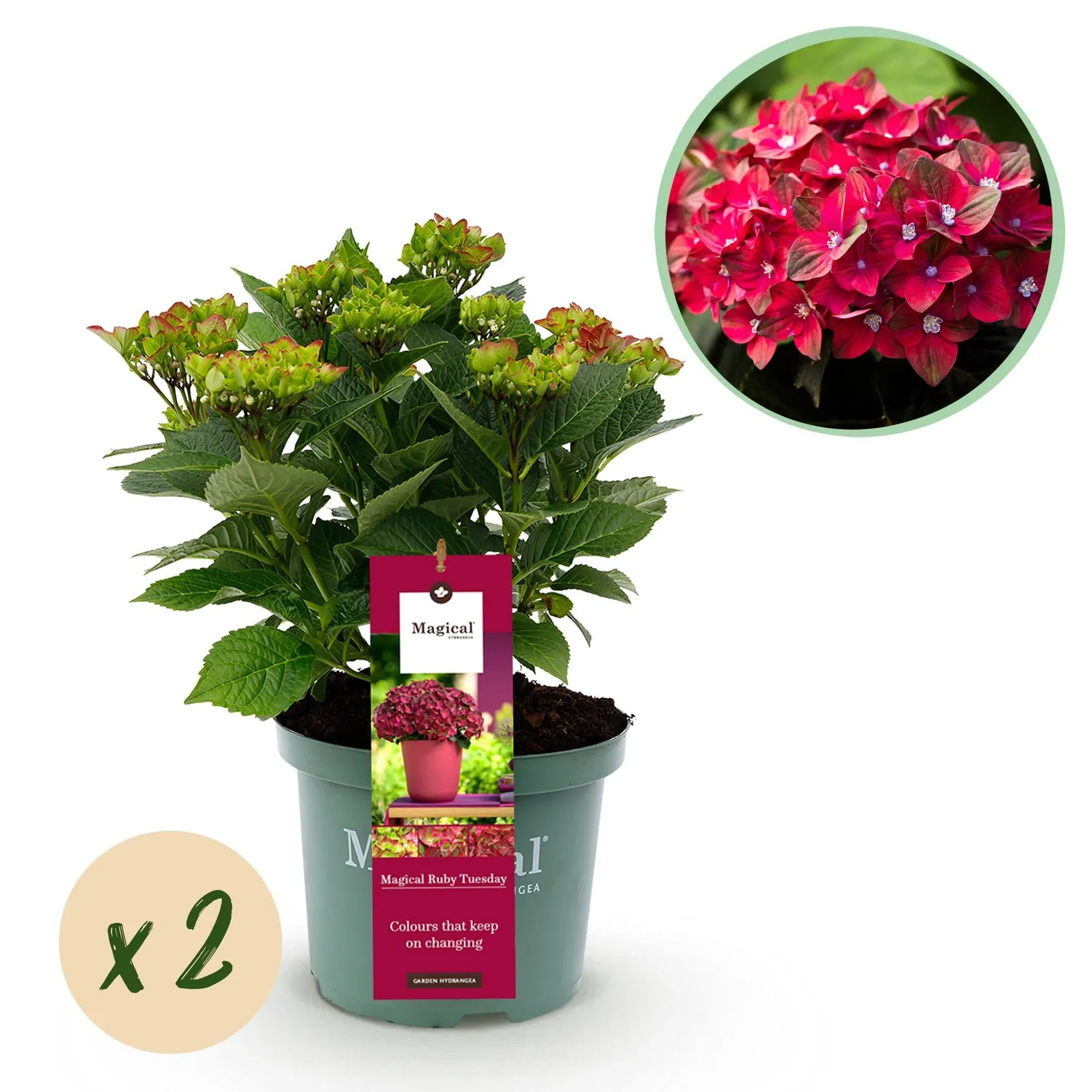 Plant and Stories Hortensia Magical Tuesday arbuste pot 23 cm fleurs rouges