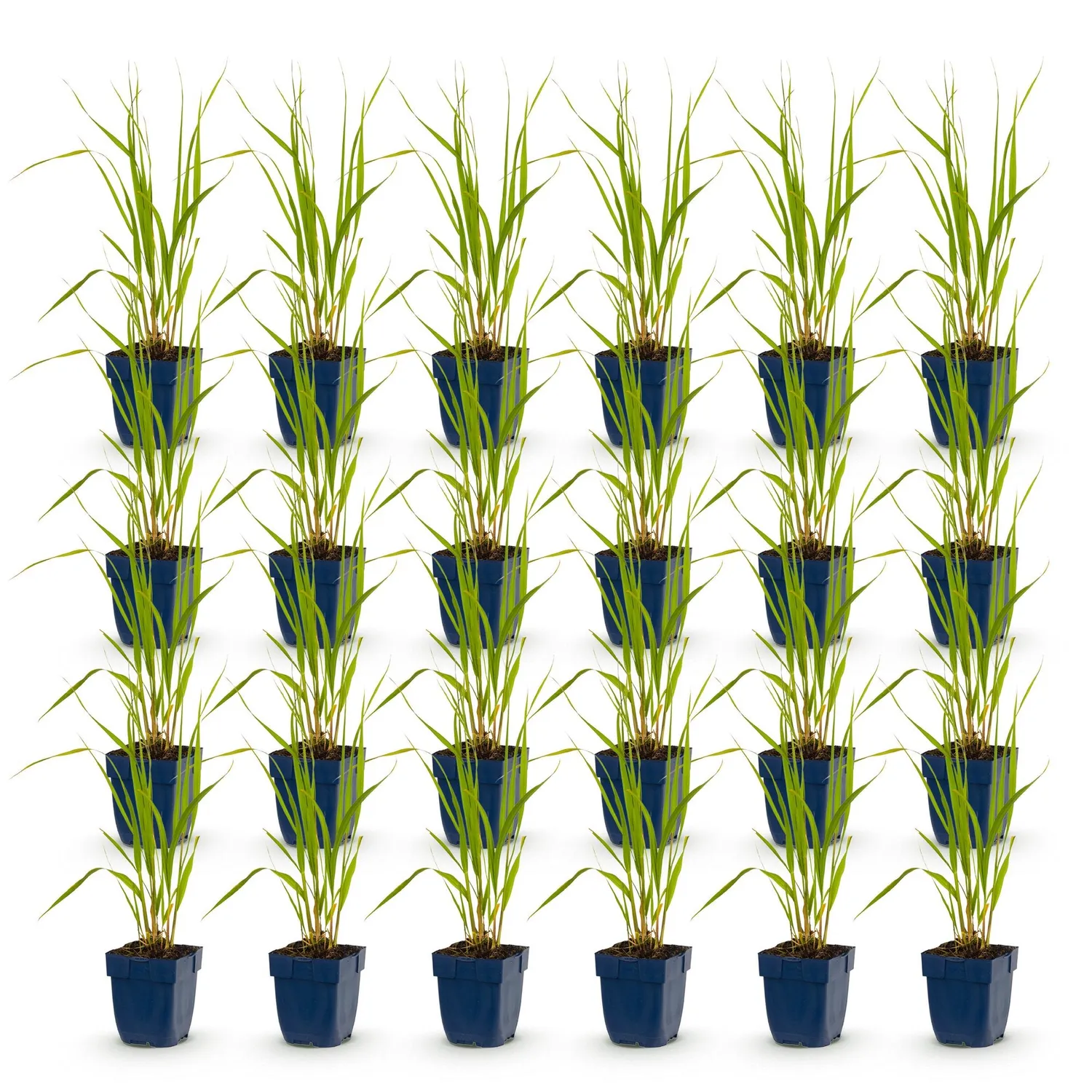 Plant and Stories Molinia Heidebraut graminée pot 11 cm lot 6 plants