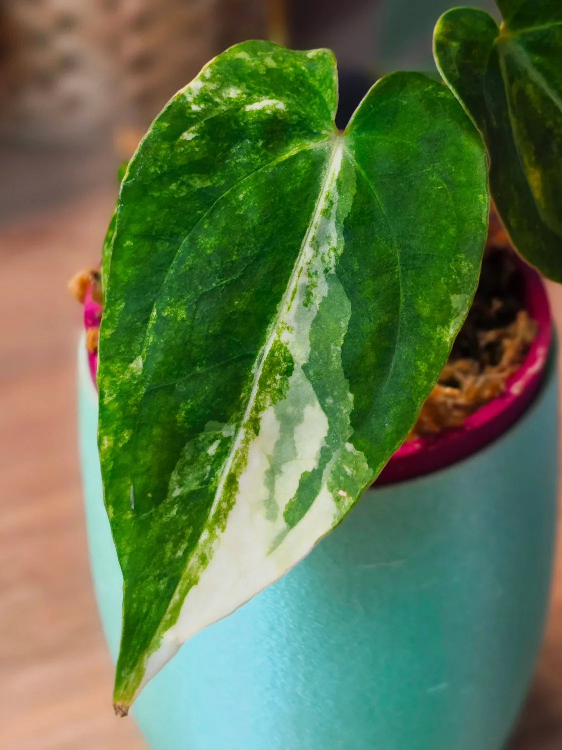 plant.ess Papillilaminum LA05 anthurium panaché clone 2 feuilles