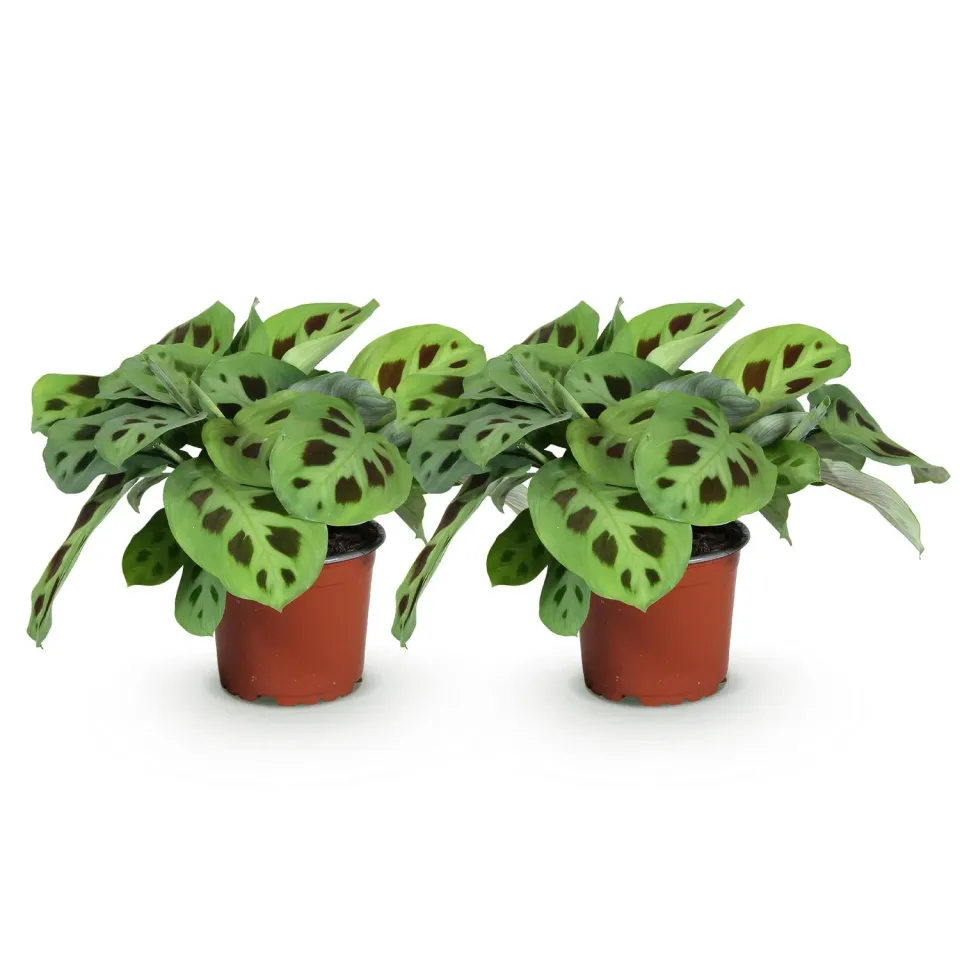 Plant and Stories Maranta Fascinator Kerchoveana pot 12 cm