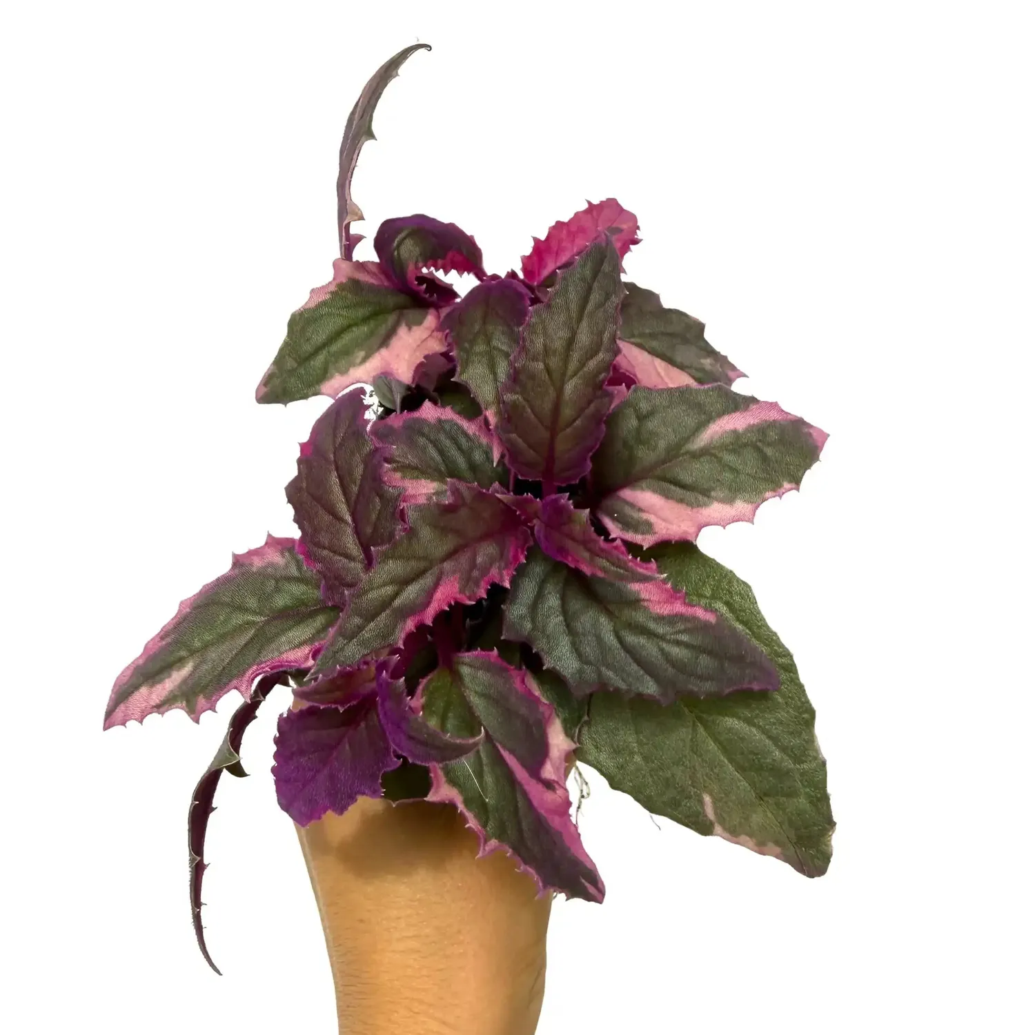 Plant and Stories Gynura Aurantiaca Purple Passion plante pot 8 cm velours