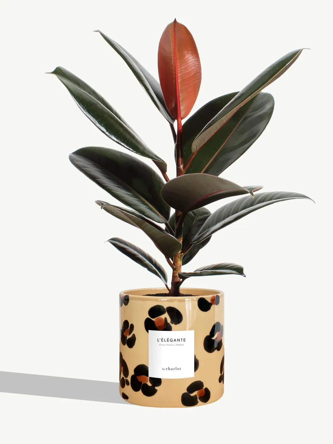By Charlot L'Élégante plante ficus M