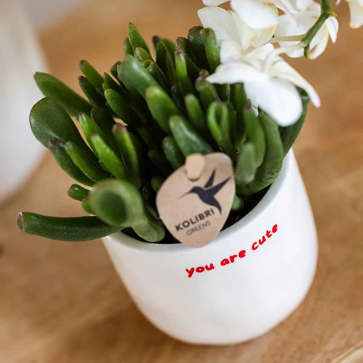 Plant and Stories Phalaenopsis Congo orchidée rouge coffret cadeau