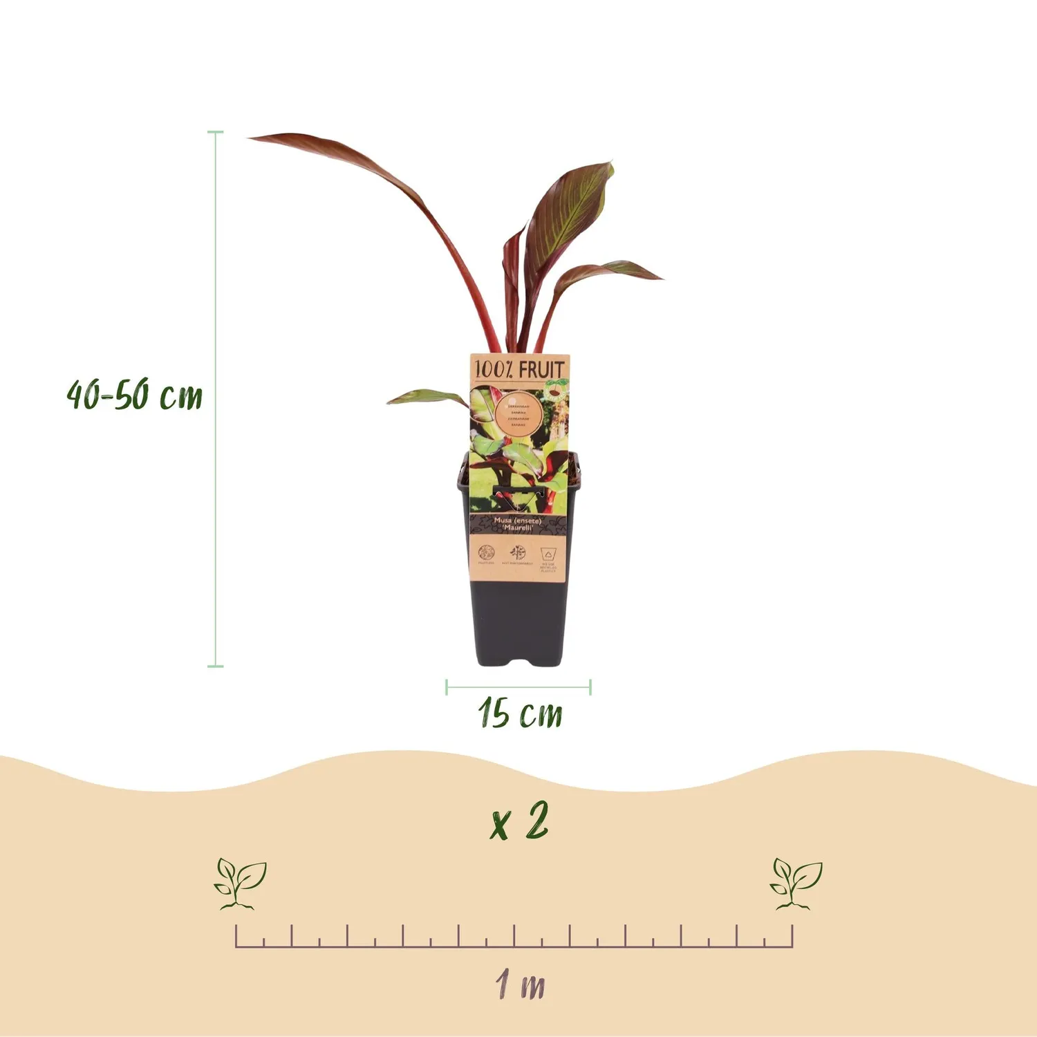 Plant and Stories Maurelii bananier rouge pot 15 cm lot 2