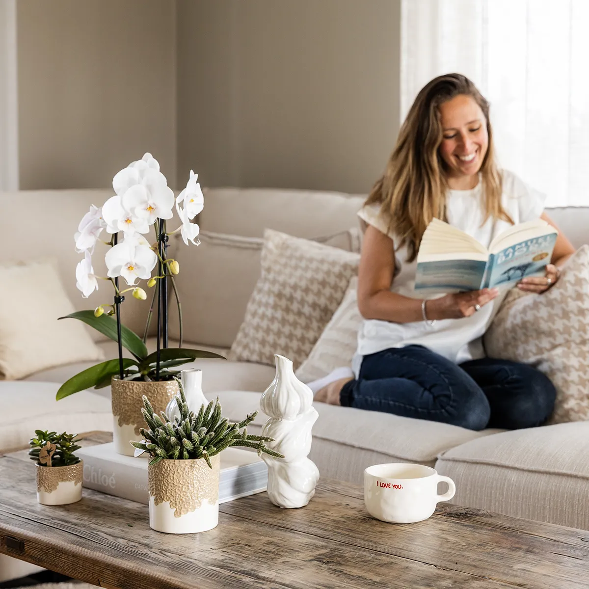 Plant and Stories Phalaenopsis Niagara Falls orchidée blanche