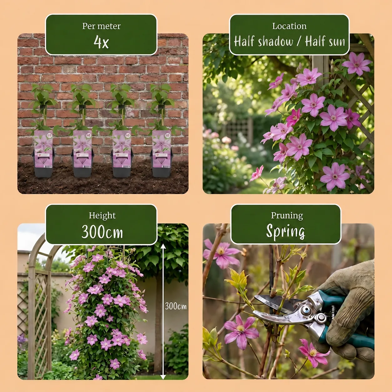 Plant and Stories Clématite Hagley Hybrid grimpante 4 plants rose