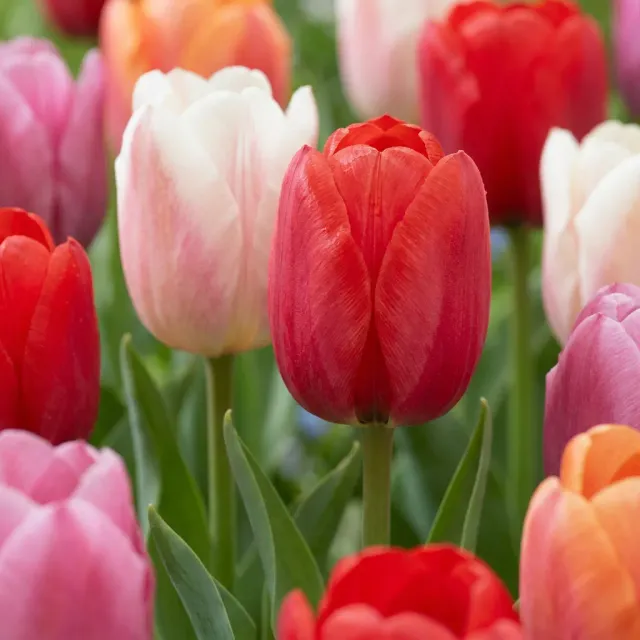 Plant and Stories Glowing with Pride bulbes tulipe 15 bulbes floraison