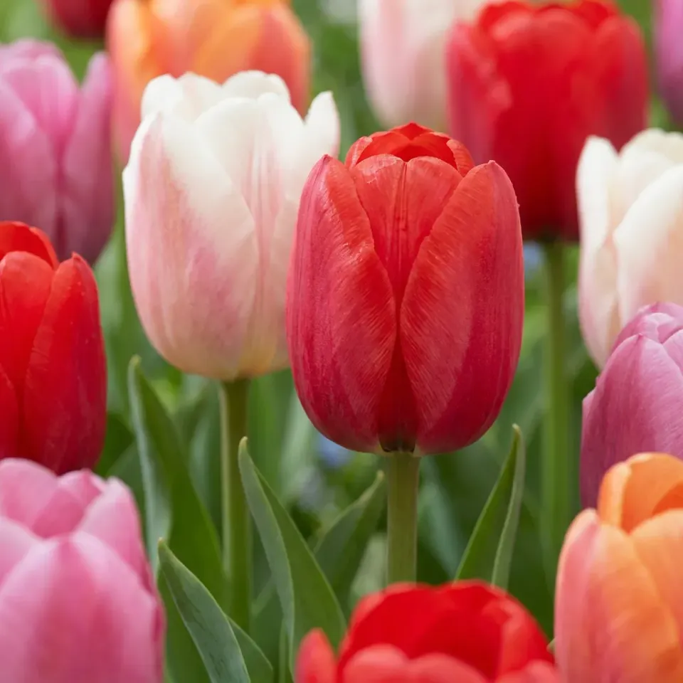 Plant and Stories Glowing with Pride bulbes tulipe 15 bulbes floraison