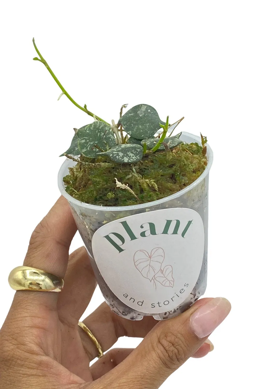 Plant and Stories Hoya Curtisii plante pot 6 cm marbré