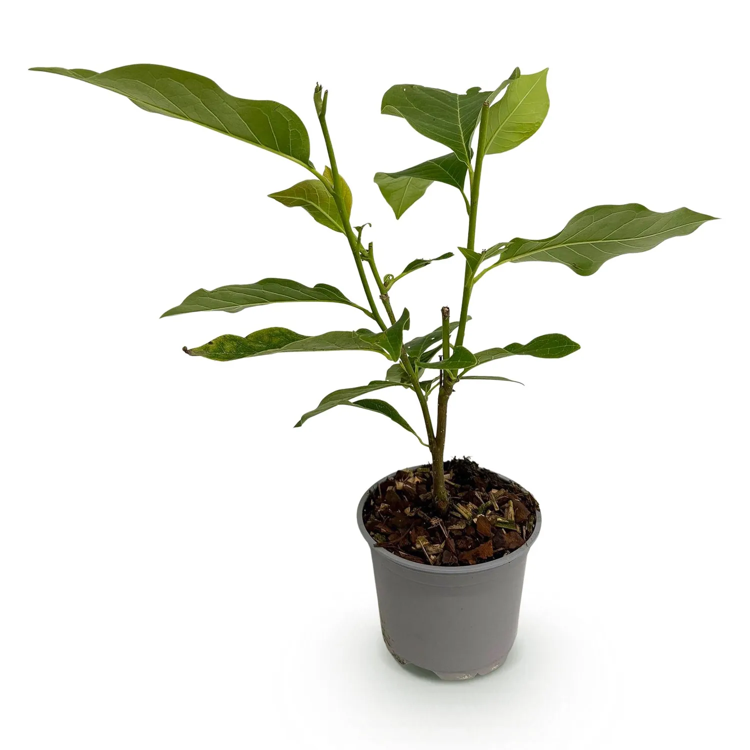 Plant and Stories Ricki magnolia arbuste 1 plant rose