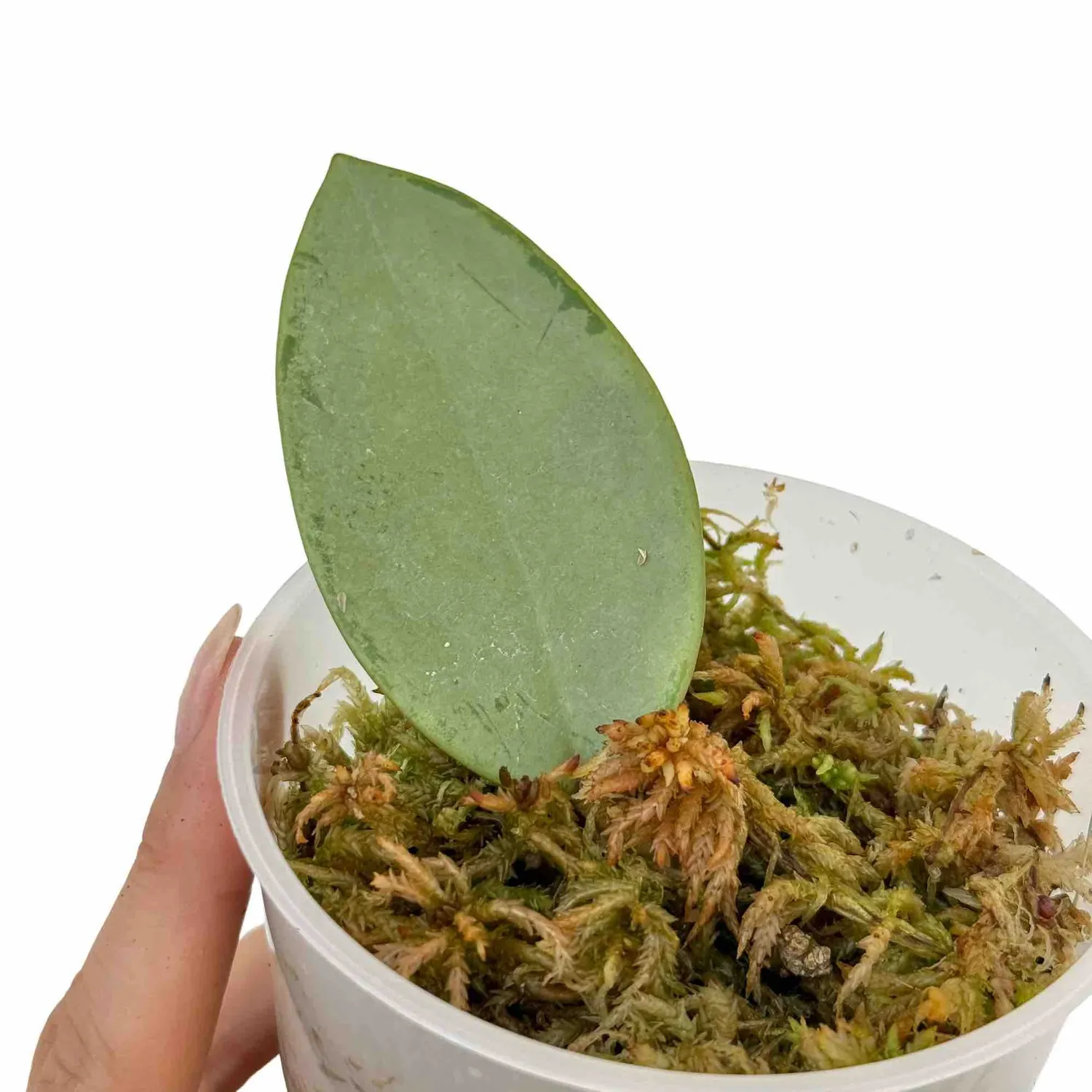 Plant and Stories Silver Dollar hoya feuillage argenté grimpante