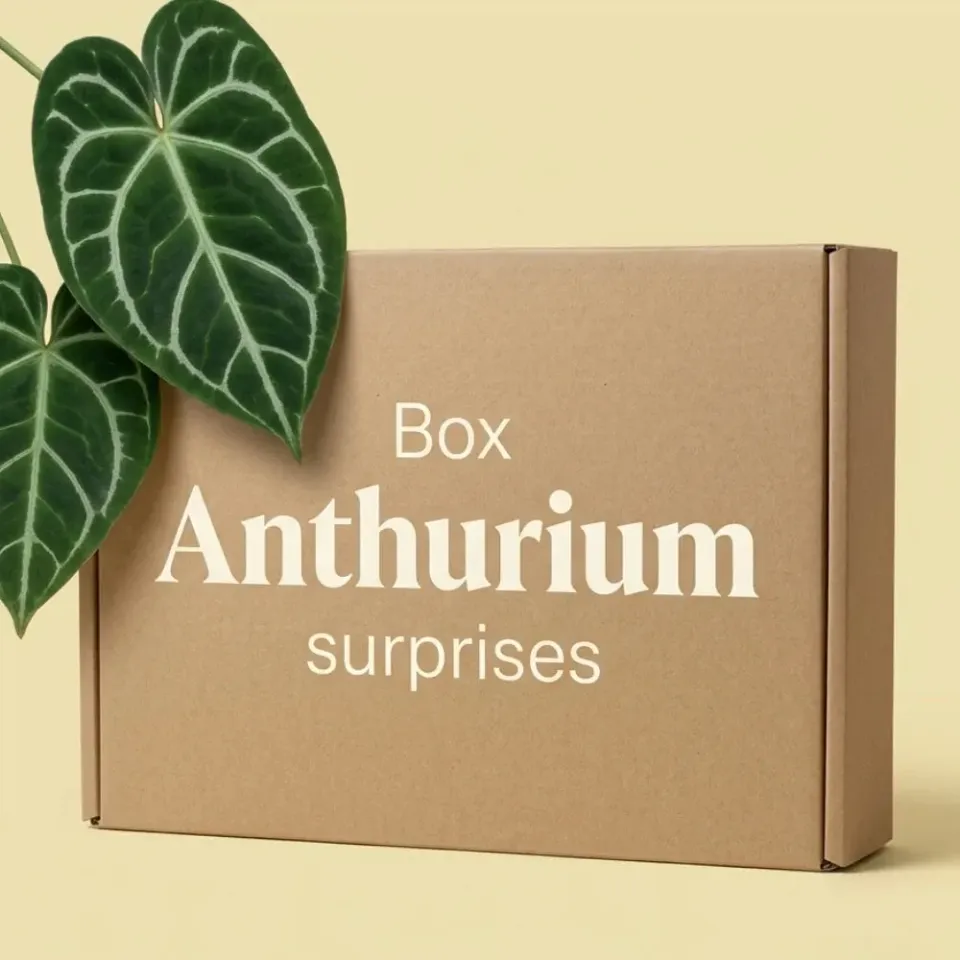 Plant and Stories Box Anthurium Mystère lot 3 plantes rares