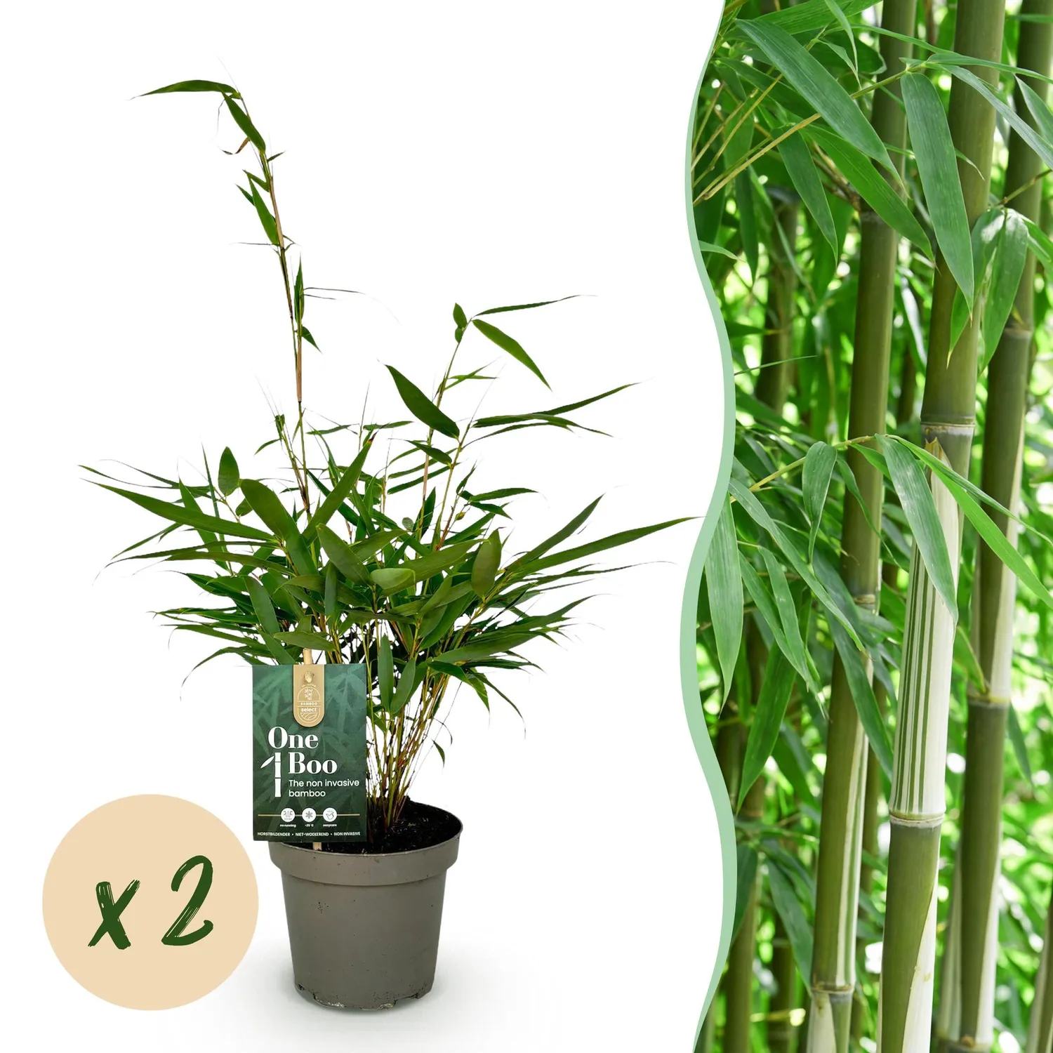Plant and Stories Fargesia Pingwu bambou pot 14cm 2 plants
