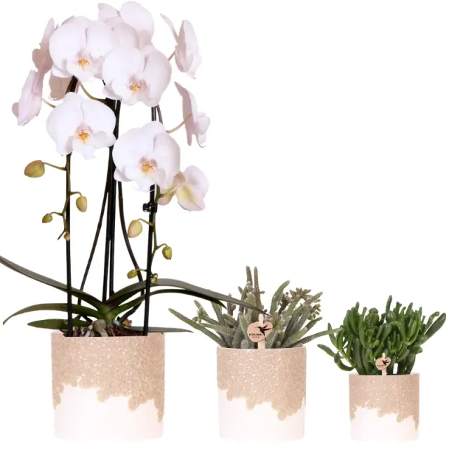 Plant and Stories Phalaenopsis Niagara Falls orchidée blanche