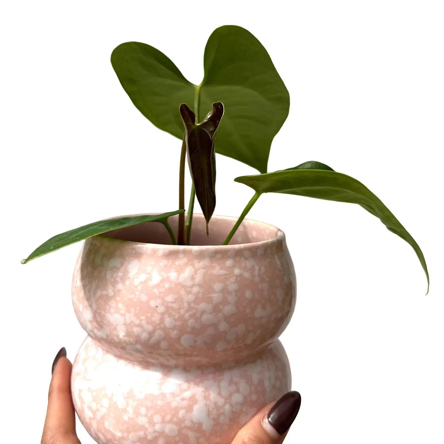 Plant and Stories Anthurium Napo plante d’intérieur pot 8cm velours