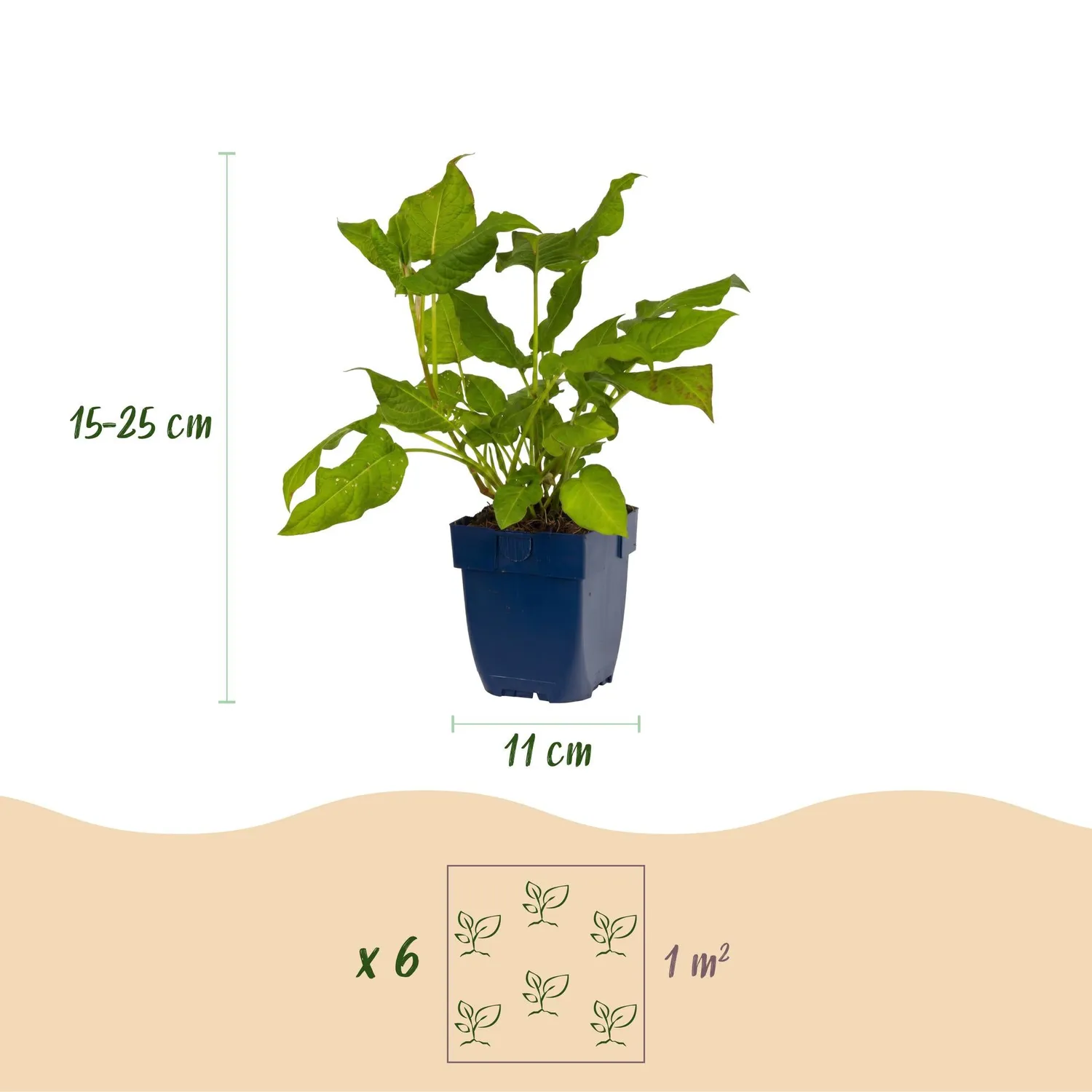 Plant and Stories Renouée Persicaria amplexicaulis vivace pot 11cm rouge