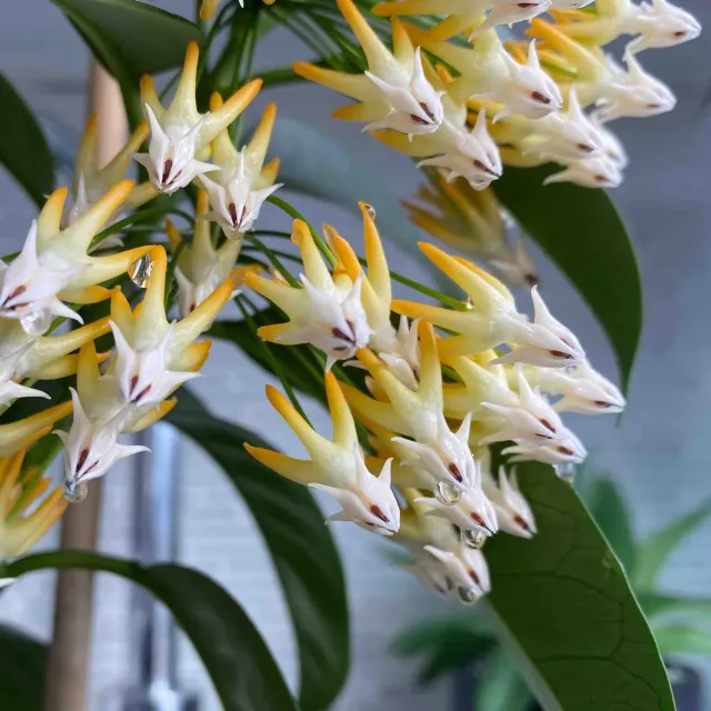 Plant and Stories Hoya Multiflora Splash plante d’intérieur pot 8cm splash