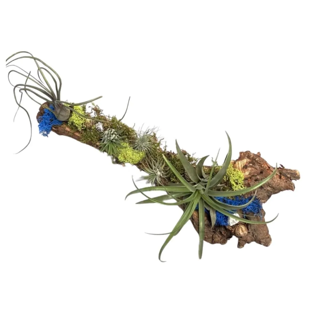 Airplantshop souche DIY kit plantes aériennes 40 cm déco