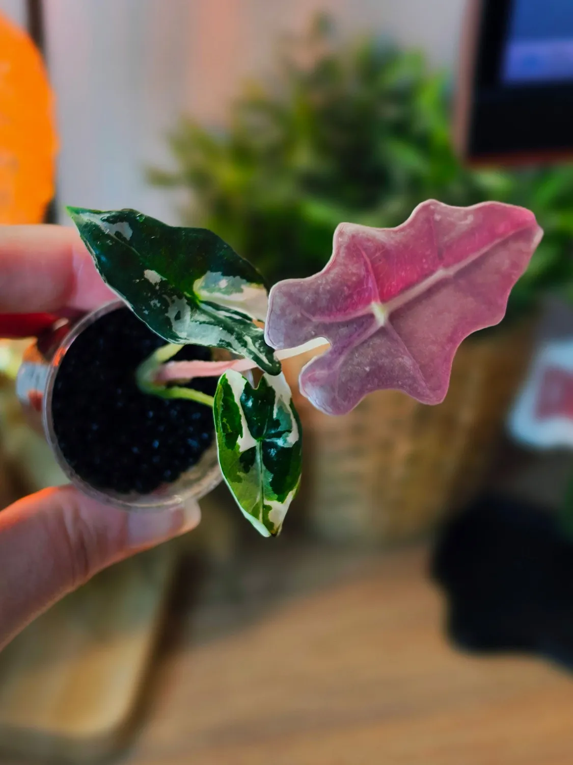 plant.ess Nobilis Pink alocasia panachée 3 feuilles feuille albo rose