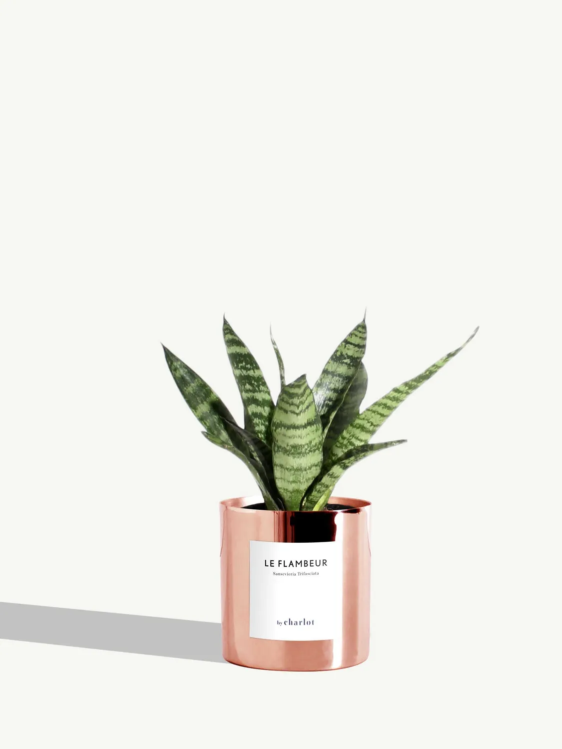 By Charlot Le Flambeur petite plante sansevieria XS