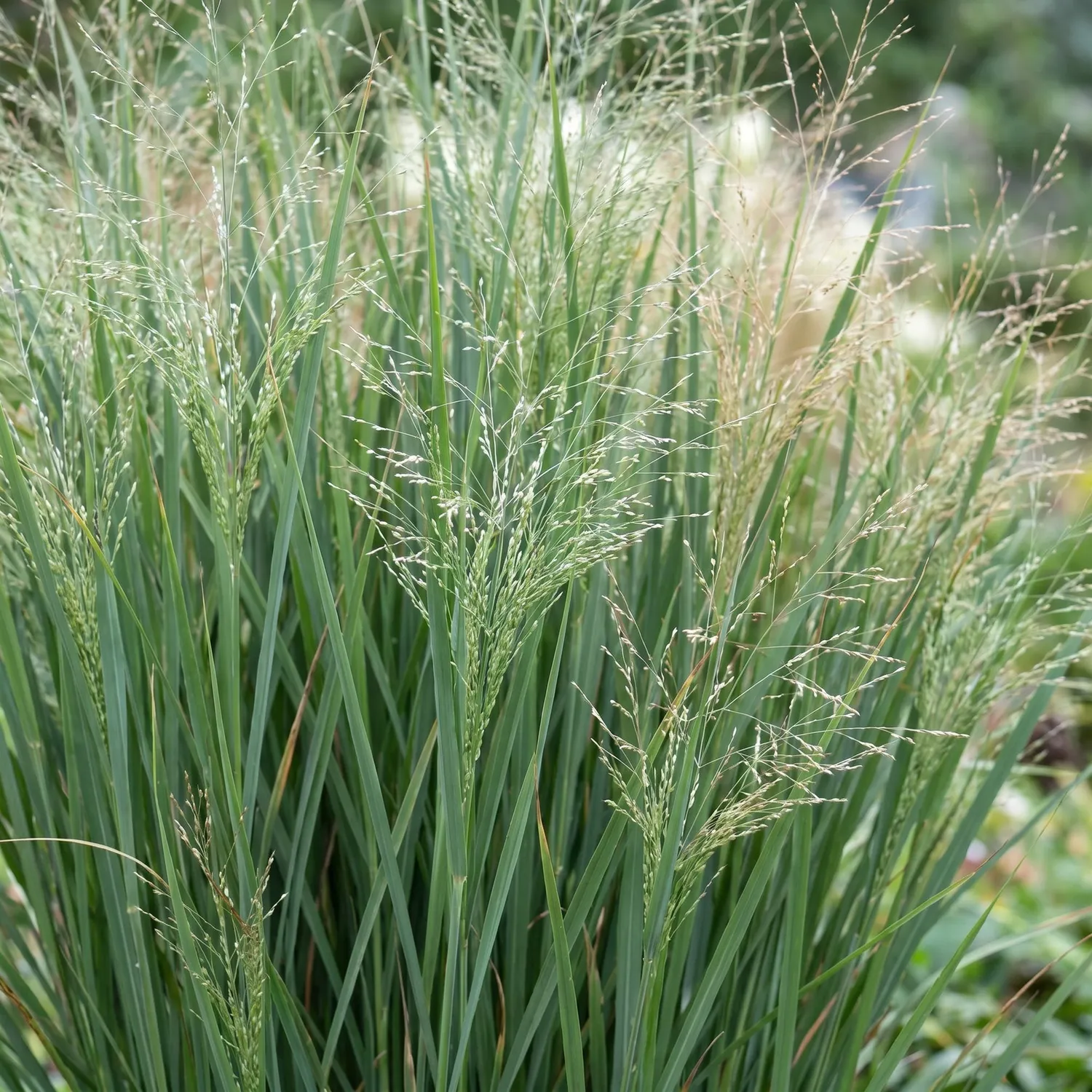 PLANT AND STORIES Northwind panic graminée 1 plant soleil